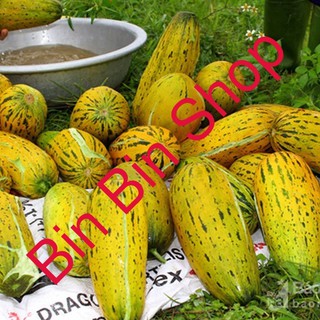 HẠT GIỐNG DƯA BỞ THƠM QUẢ DÀI