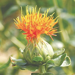 Hồng hoa tây tạng cho phụ nữ