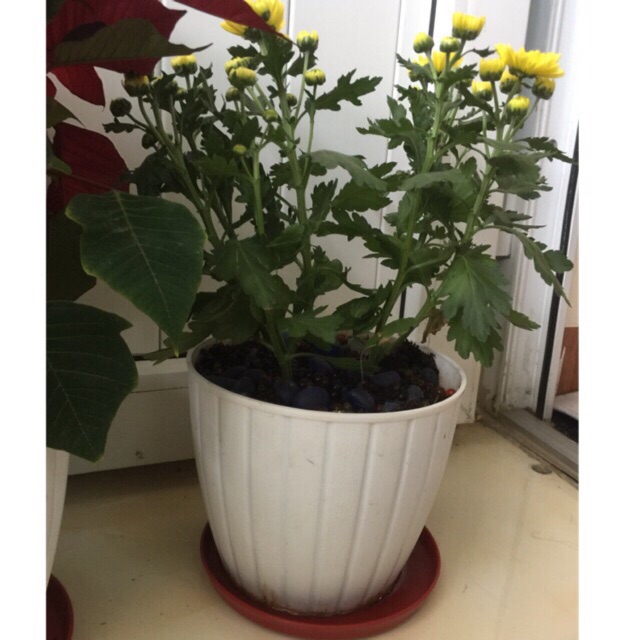 Combo 5 chậu nhựa trồng hoa đk 19cm