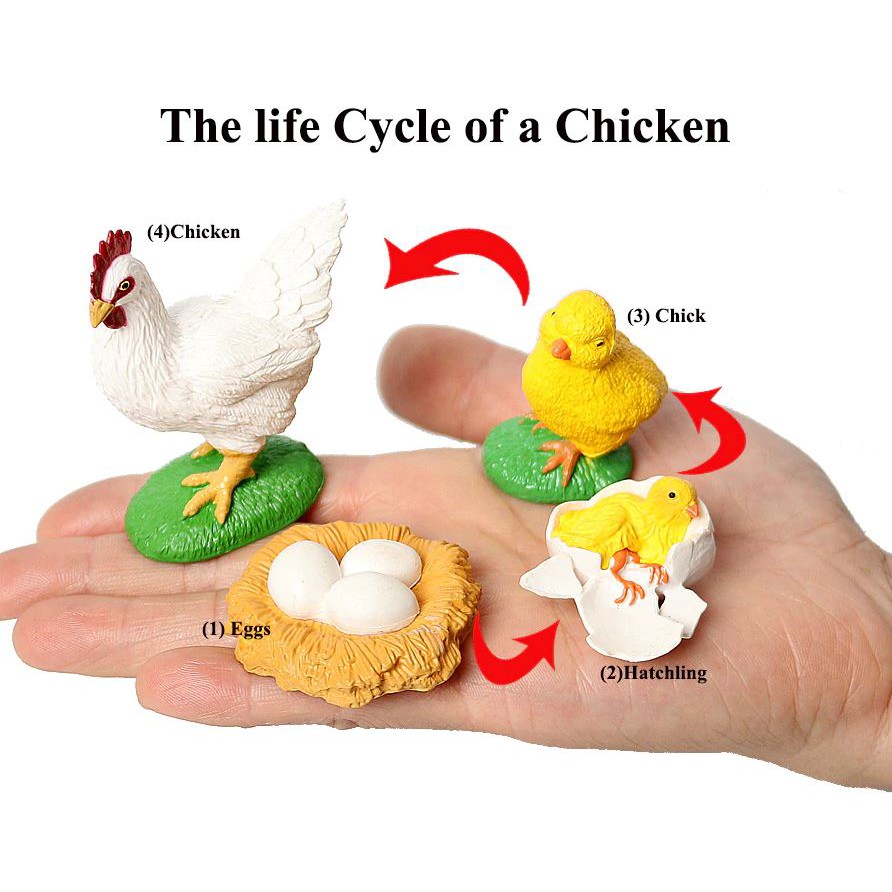 Vòng đời của gà - Chicken Life Cycle