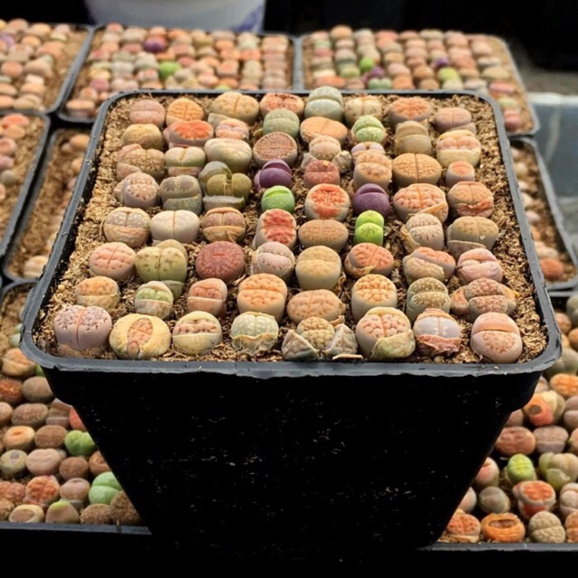 100 Lithop/ sen mông/ thạch lan (bán sỉ)