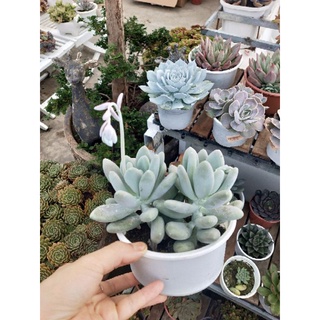 Sen đá sỏi xanh size bự