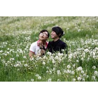 Hạt giống hoa bồ công anh