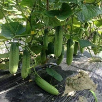 Hạt giống dưa chuột nếp hương nhập thái lan nguyên gói 5gr ~200 hạt thu hoạch dài ngày (Cucumber)
