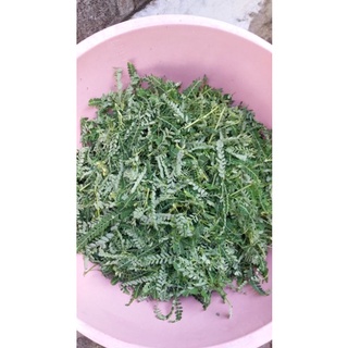 Diệp Hạ Châu (cây chó đẻ) khô