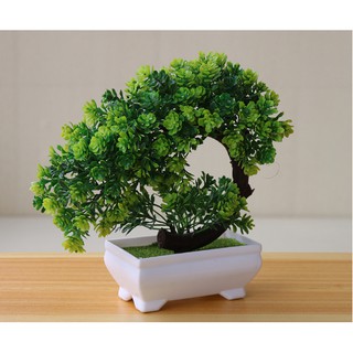chậu hoa bon sai để bàn