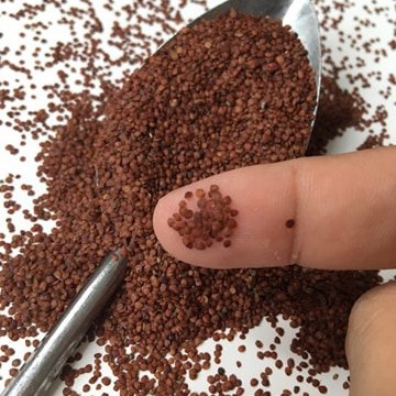 Hạt Ngũ Hoa Đắp Mặt Nạ (Đình Lịch, Bình Lịch) 1KG, Ngũ Hoa Hạt Sạch, Nở Đều, Mask Mặt Nạ Ngũ Hoa Giảm Mụn, Kiềm Dầu
