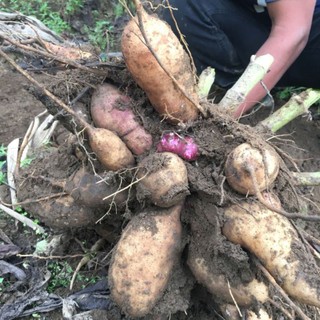 Khoai sâm Y Tý 1kg