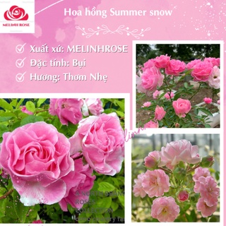 Hoa hồng Summer snow rose – Loài hồng bụi siêu hoa- Vườn Hoa Melinhrose