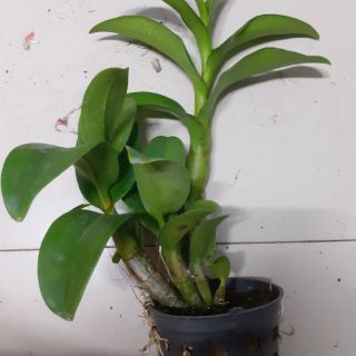 Hoa lan denro vàng lưỡi nâu