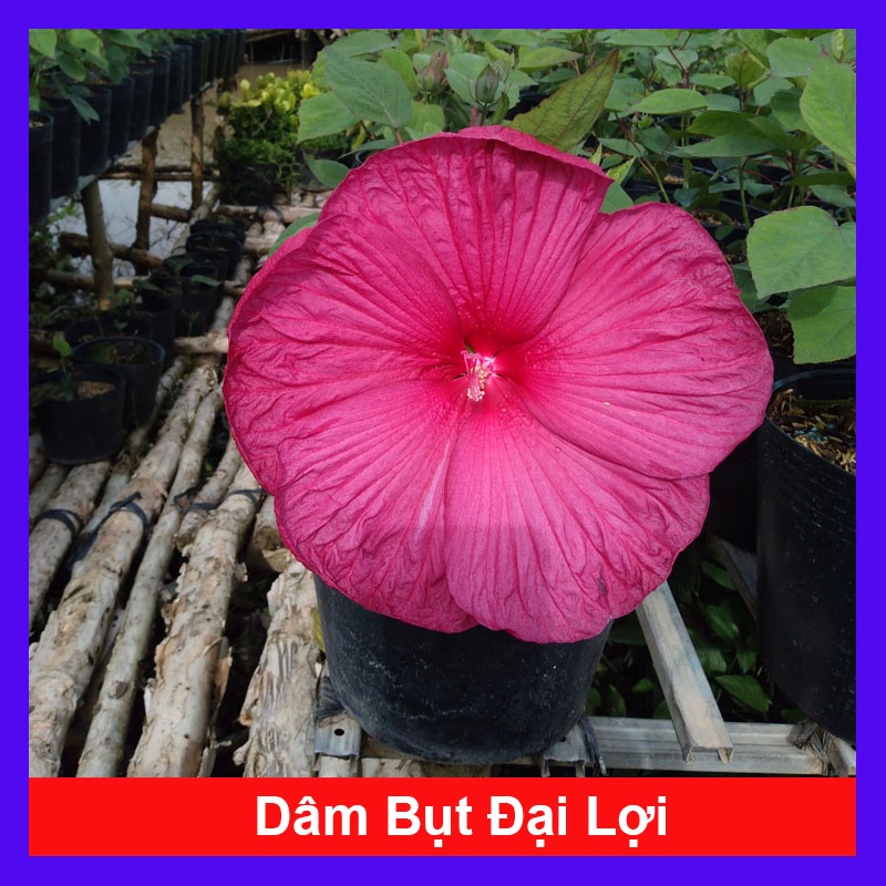 Cây Hoa Dâm Bụt Đại Lợi - cây cảnh đẹp