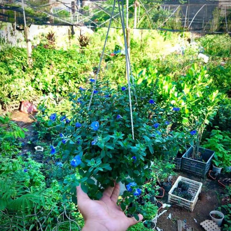 Cây hoa thanh tú kèm chậu treo