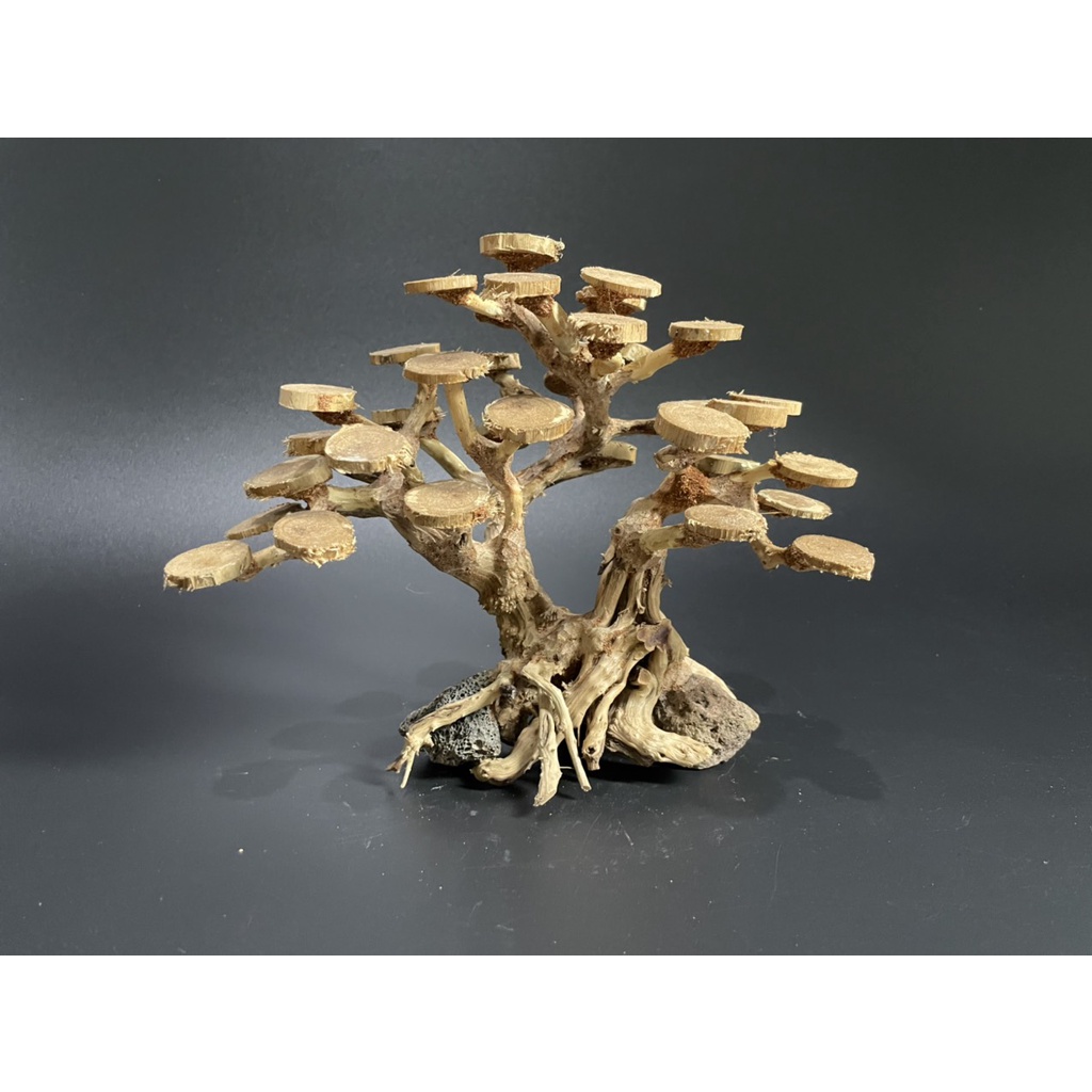 Lũa Bonsai, Lũa thủy sinh tán dĩa dùng trang trí hồ cá cảnh, hồ thủy sinh, văn phòng, nhà cửa