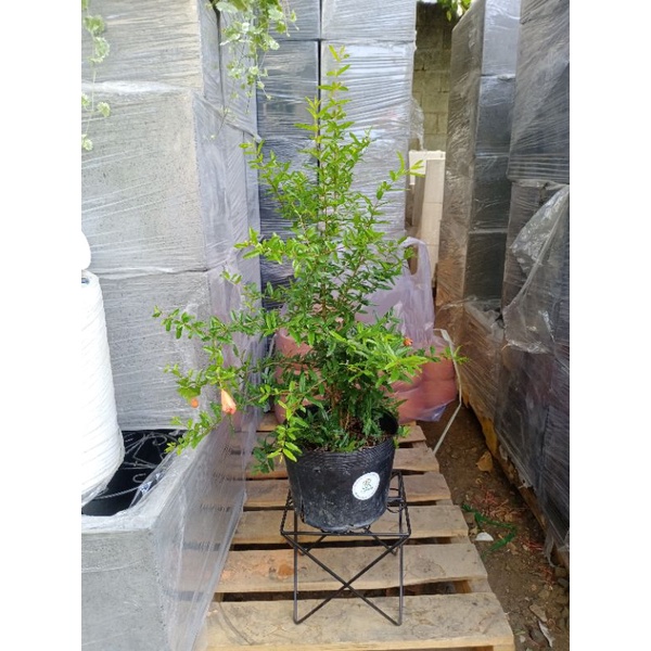 Cây lựu đỏ ấn độ , cây đang hoa