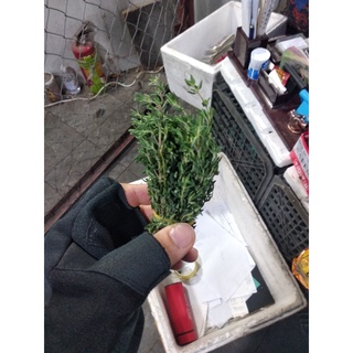 Fresh Thyme Lá Thyme Tươi 100g