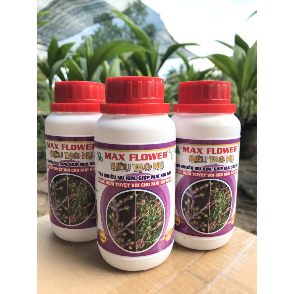SIÊU TẠO NỤ MAI VÀNG