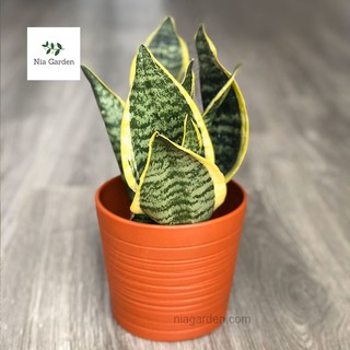 Chậu đất nung nâu đỏ cắt rối 13,5cm