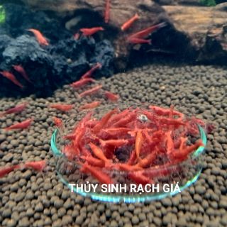 Thức ăn dành cho tép đỏ