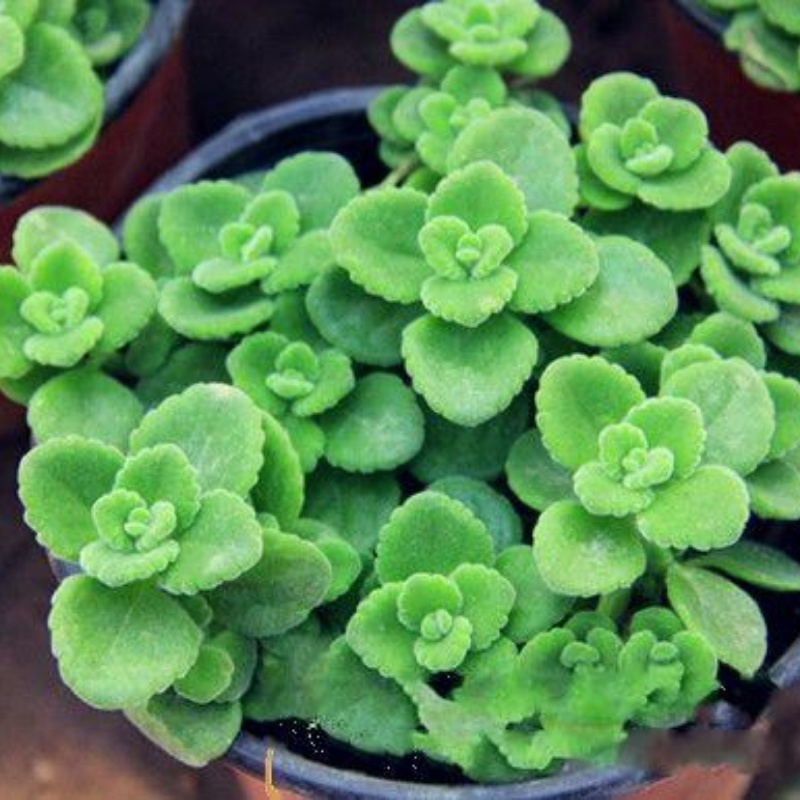 Sen đá lá thơm - Nhất mạc hương, mùi thơm nhẹ, dễ trồng - Cây cảnh để bàn làm việc, decor đẹp mắt