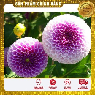 Hạt Giống Thược Dược Tổ Ong