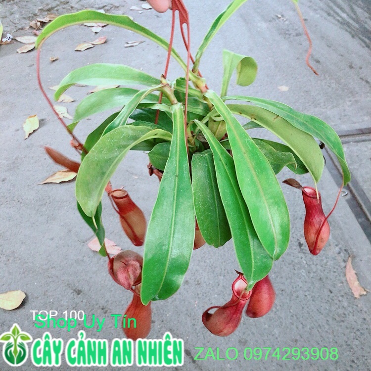Cây Nắp Ấm