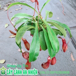 Cây nắp ấm