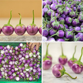 1GR - HẠT GIỐNG CÀ PHÁO TÍM