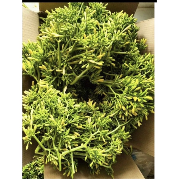CÂY Giống đu đủ đực chuẩn