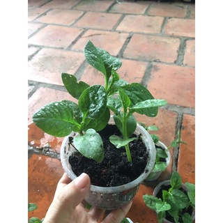 1 cây mồng tơi con