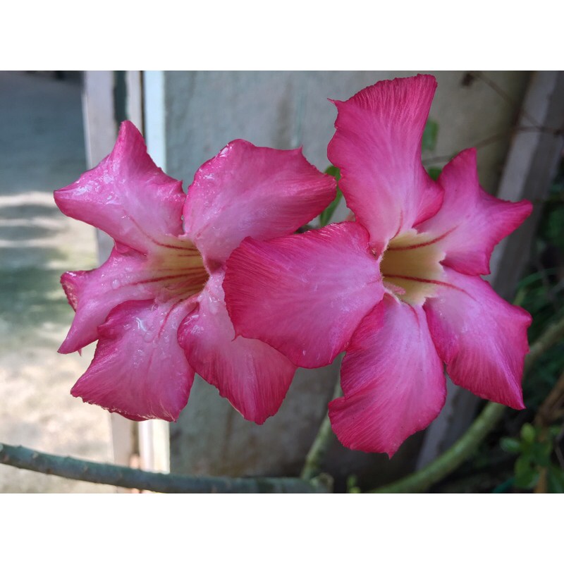 Cây sứ bầu ổn định sắp hoa