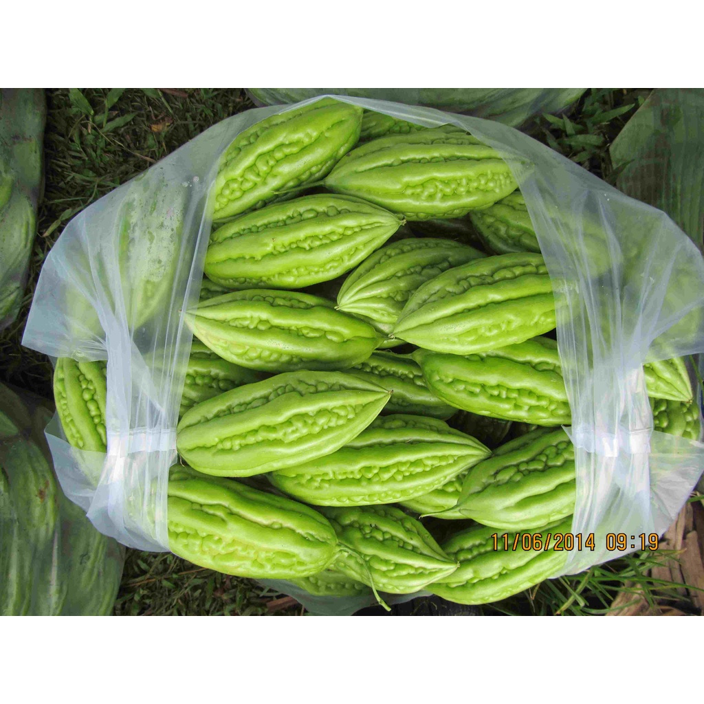 Hạt Giống KHỔ QUA LAI F1 HN-39 (10 hạt)