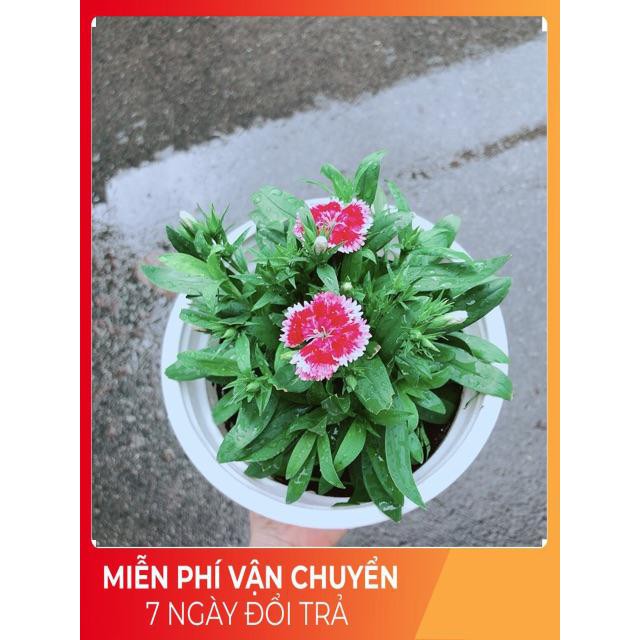 Chậu Hoa Cẩm Chướng