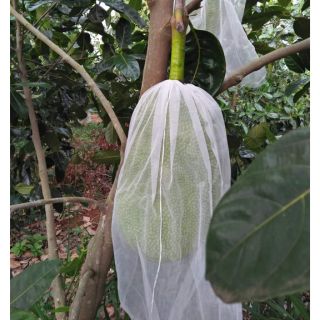 Túi bao trái mít 50x70 siêu bền