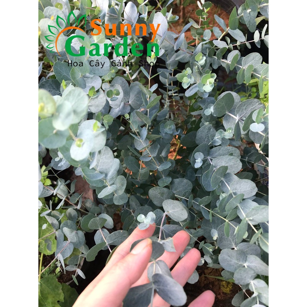 Cây Khuynh Diệp  - Cây Phong Thủy