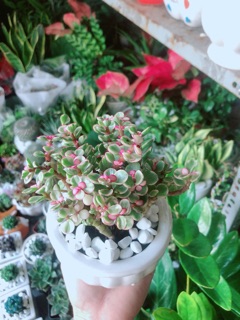 Chậu Cây Đô La Hồng