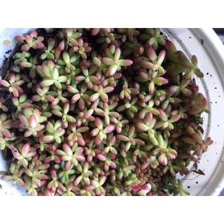 Sedum nếp cẩm ( sen đá mini, mười giờ Ấn độ)