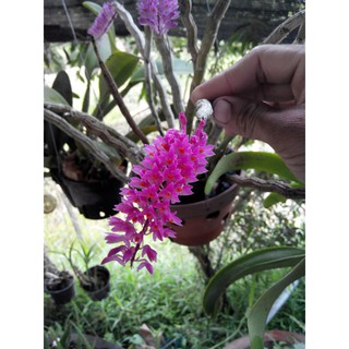 2 khóm lan báo hỷ (gửi đi rụng lá)