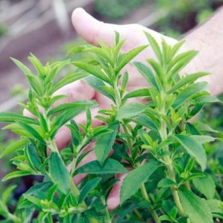 Hạt giống cỏ ngọt làm trà - 0.1gr hgtg