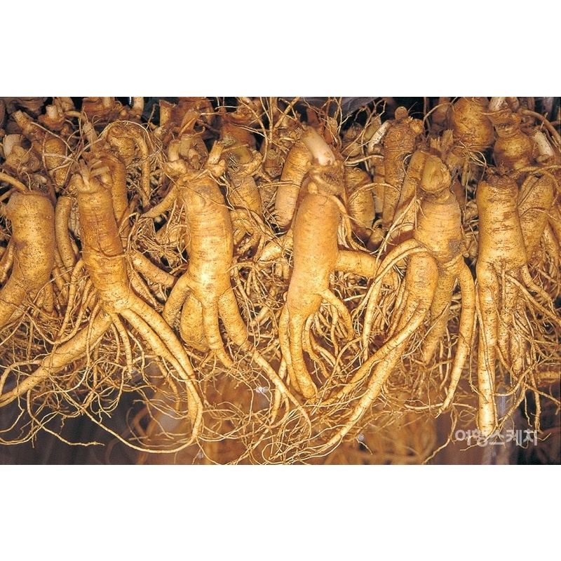 Hạt giống Nhân Sâm Nhập Khẩu Hàn Quốc F1 - 10 Hạt