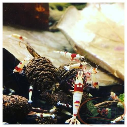 15 Trái Alder Cones  Trái To Chất Lượng Cao