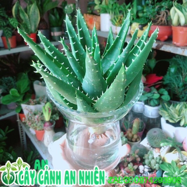 Chậu Nha Đam Thuỷ Sinh