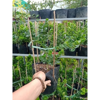 Cây siro đài loan chuẩn giống 100%