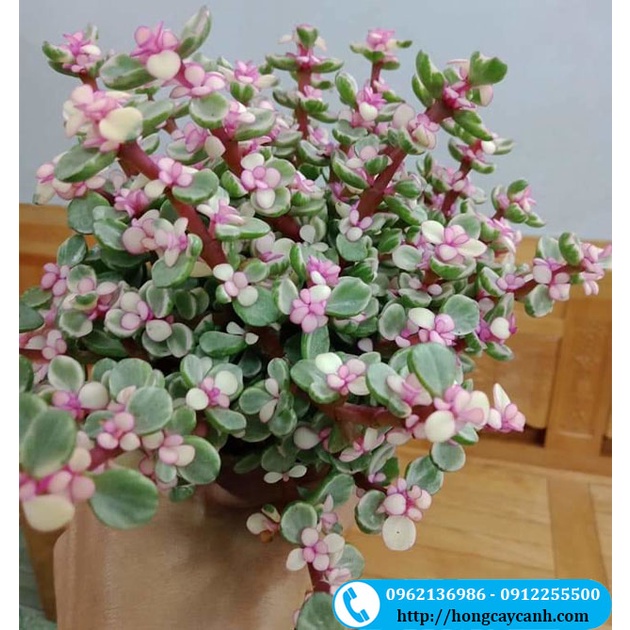Cây Sen Đá Đô La Hồng