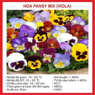100 Hạt giống hoa pansy xanh