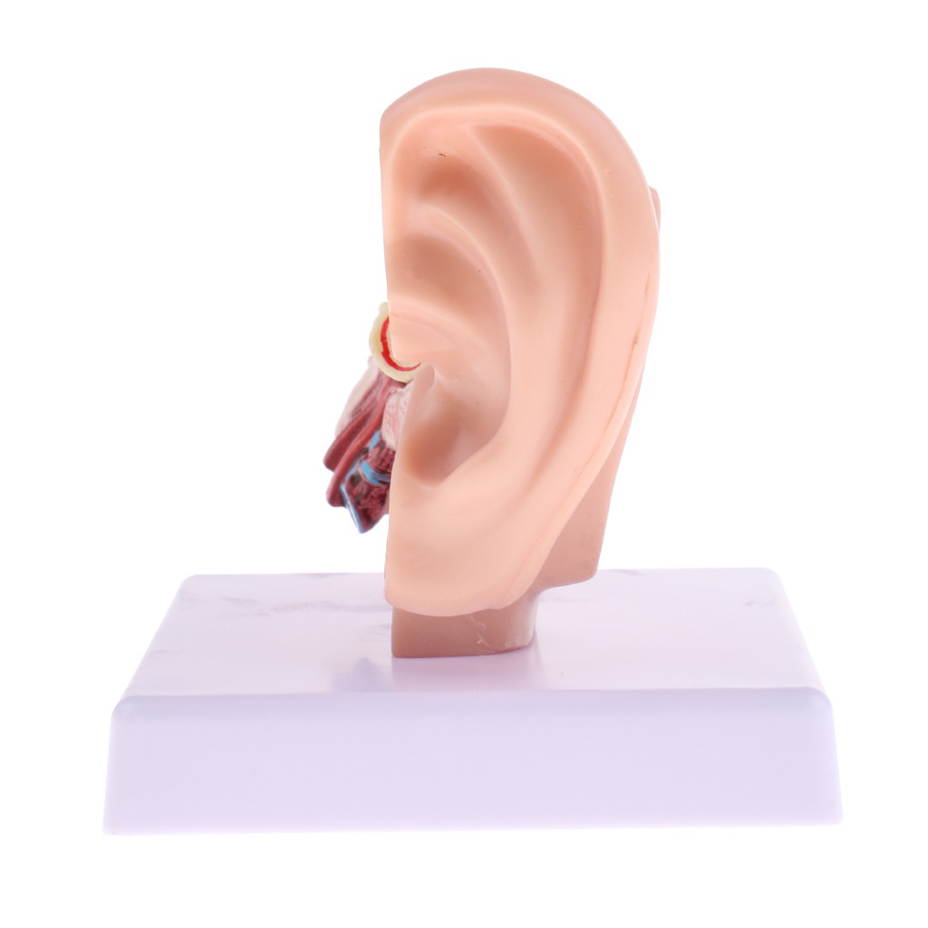 [Hàng mới về] 2 Mô hình tai + mũi có đế đứng tiện lợi sử dụng đa năng