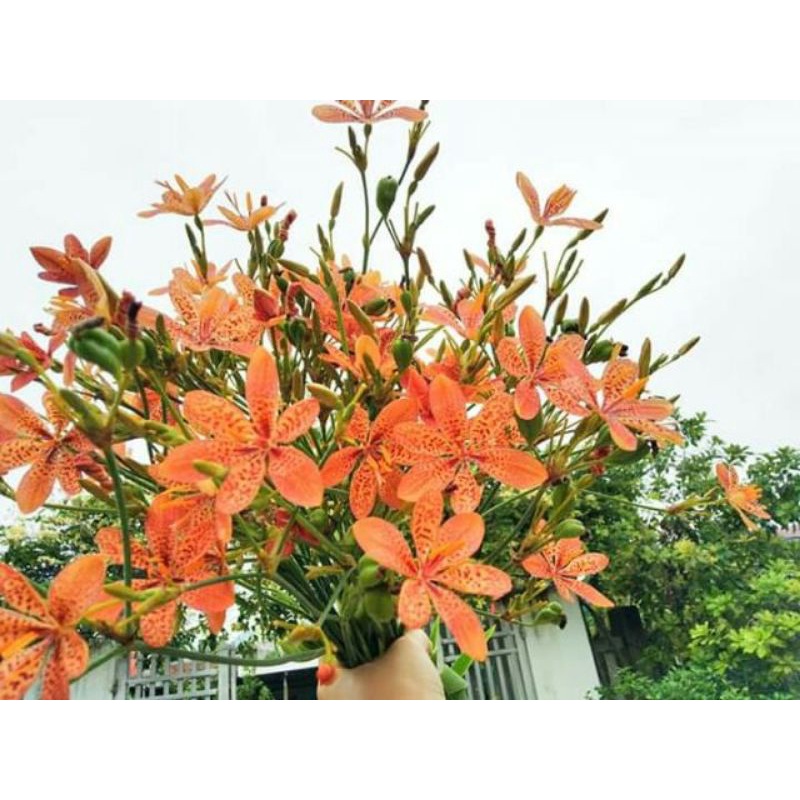 Cây xạ can chữa ho