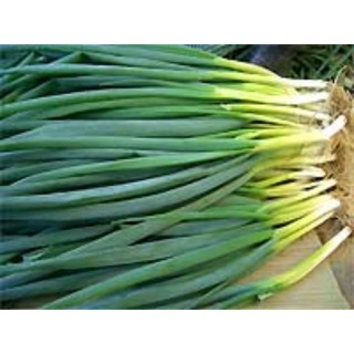 500 gram hạt giống hành ta