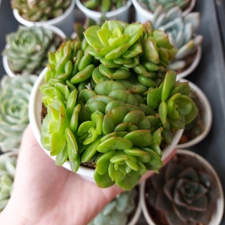 Sen đá lục bích cỡ to