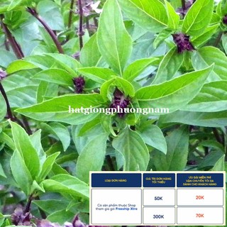 5GR - HẠT GIỐNG RAU HÚNG QUẾ