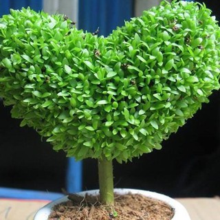 400h Hạt Giống Cỏ May Mắn